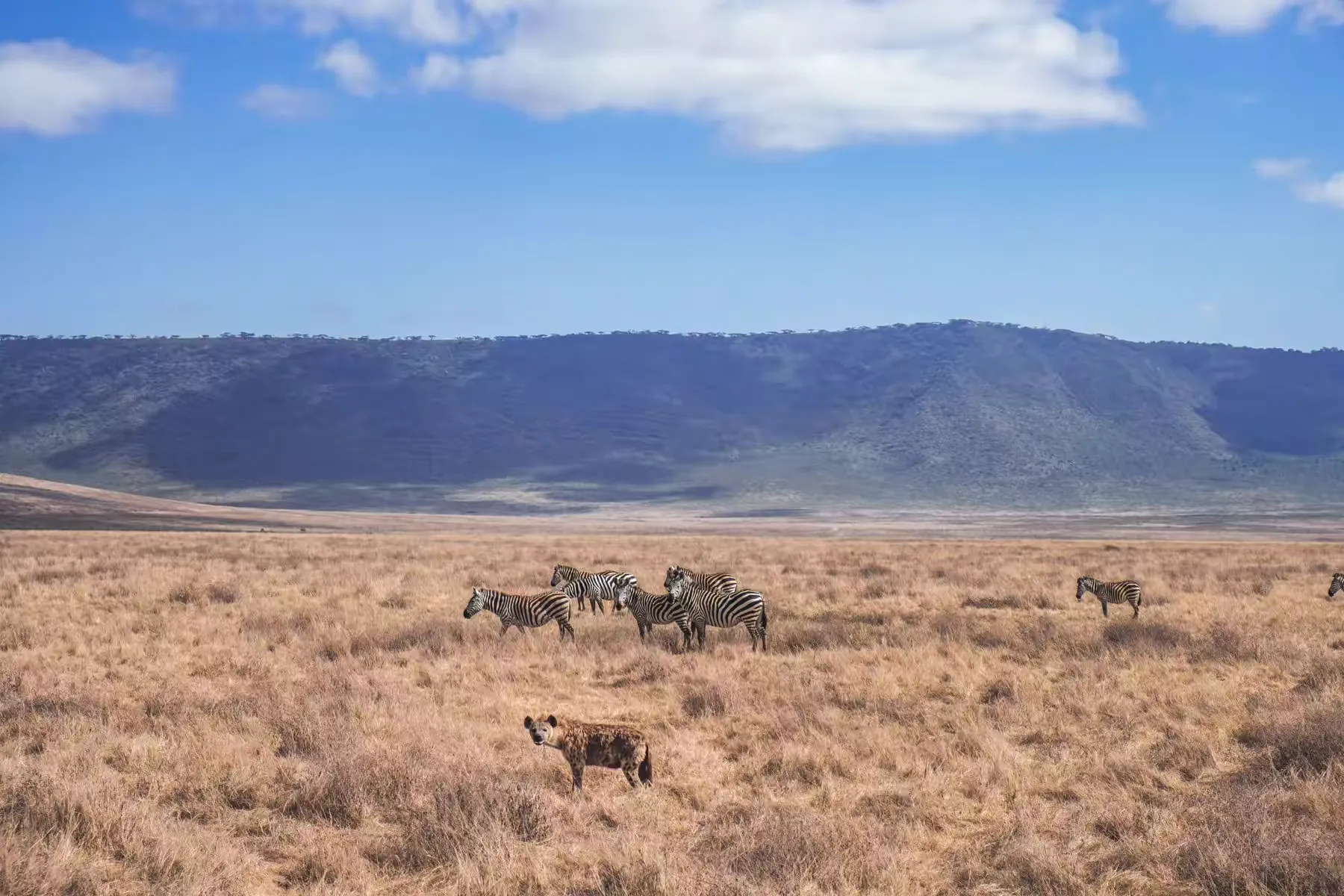 简篇-2 Day Safari Tanzania