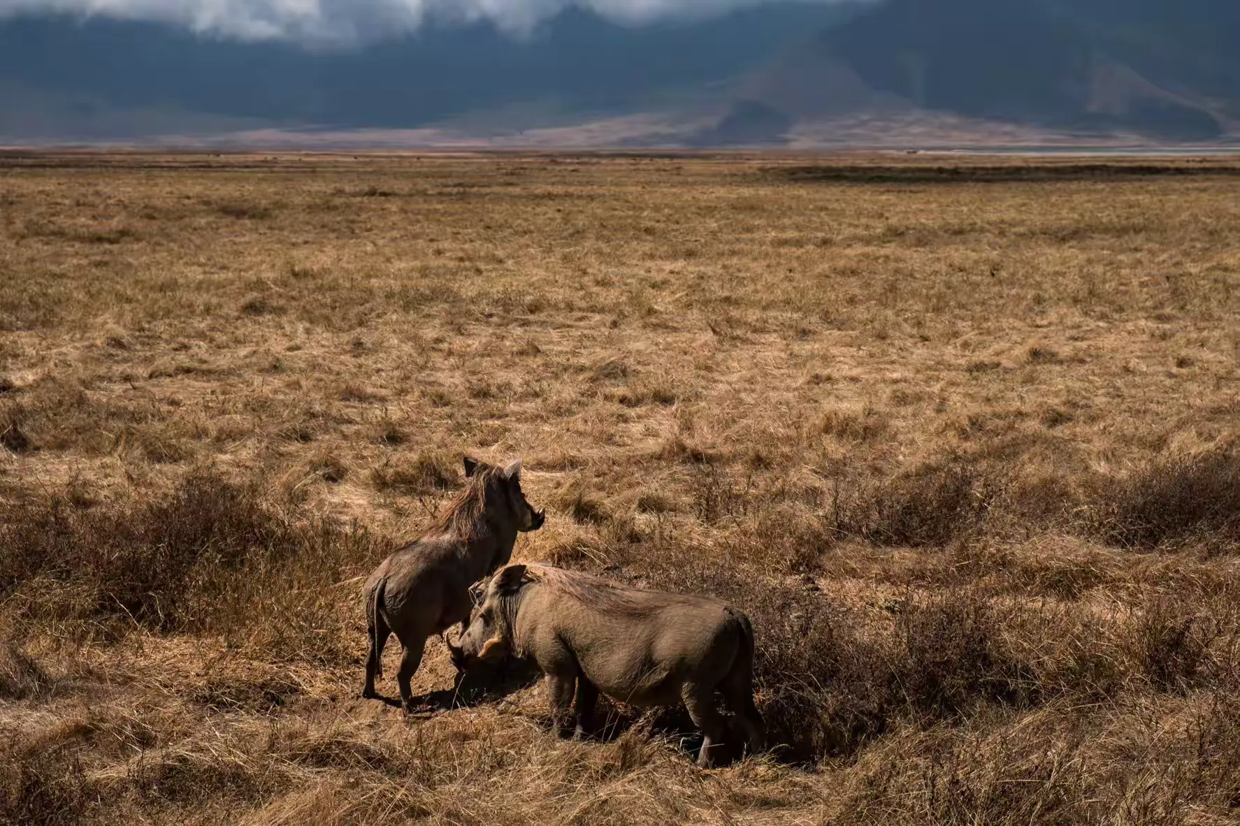 简篇-2 Day Safari Tanzania