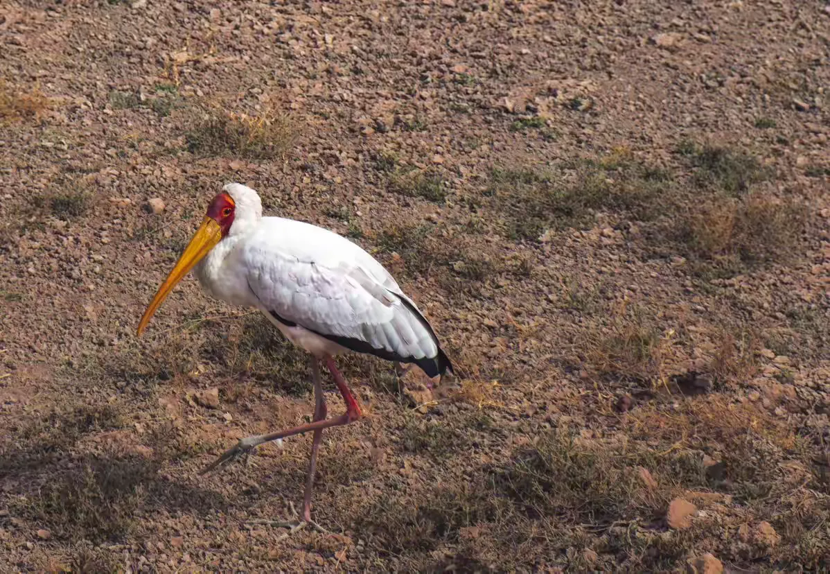 简篇-2 Day Safari Tanzania