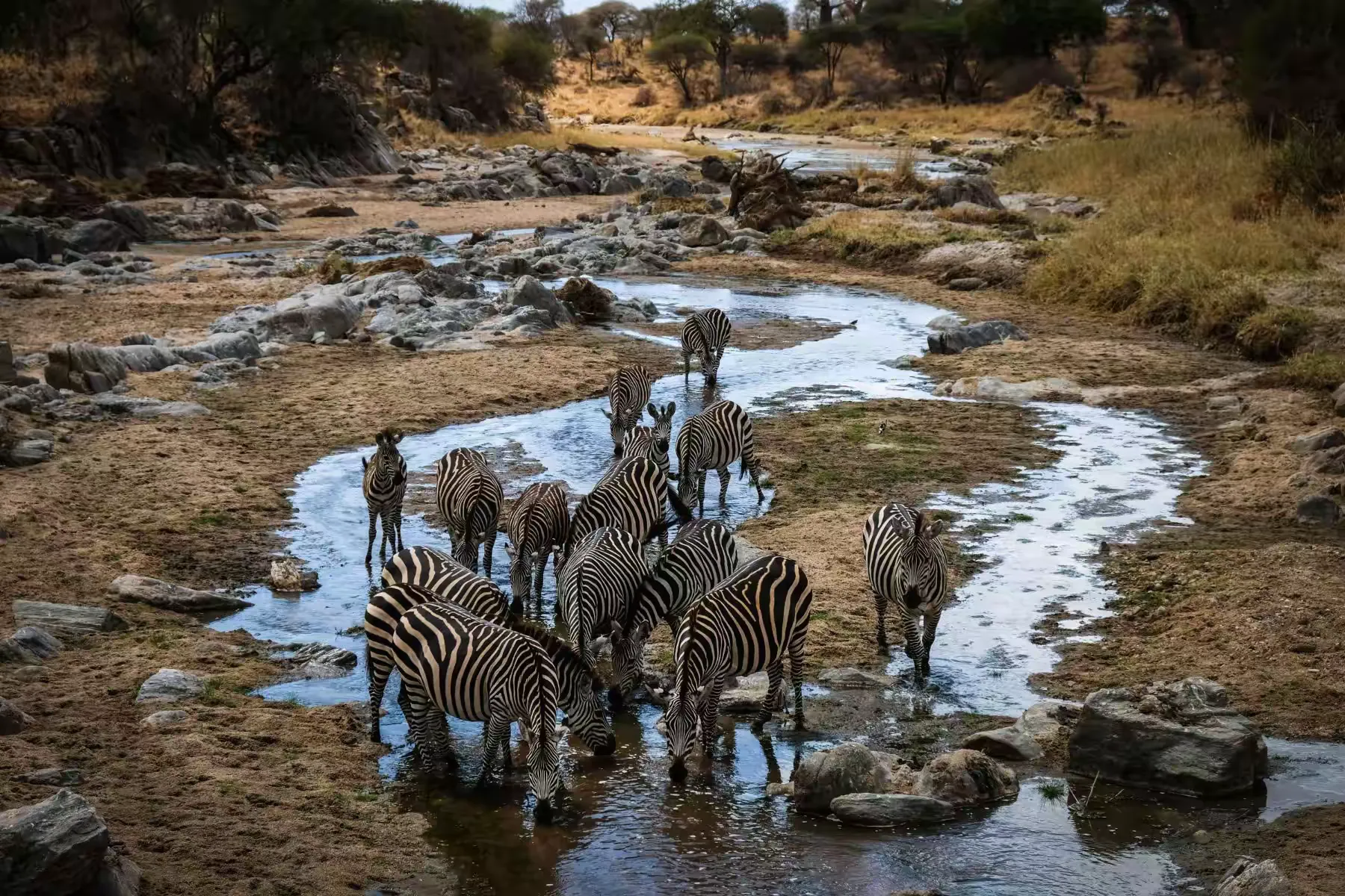 坦桑尼亚 Safari 斑马