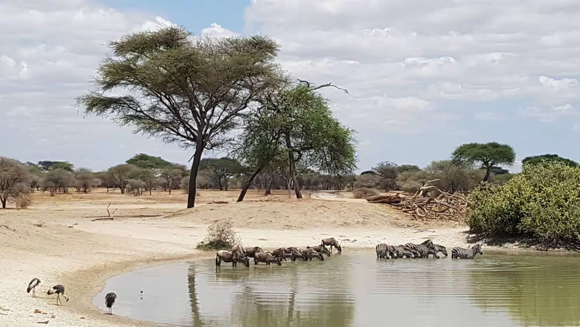 简篇-2 Day Safari Tanzania 塔兰吉雷国家公园的斑马