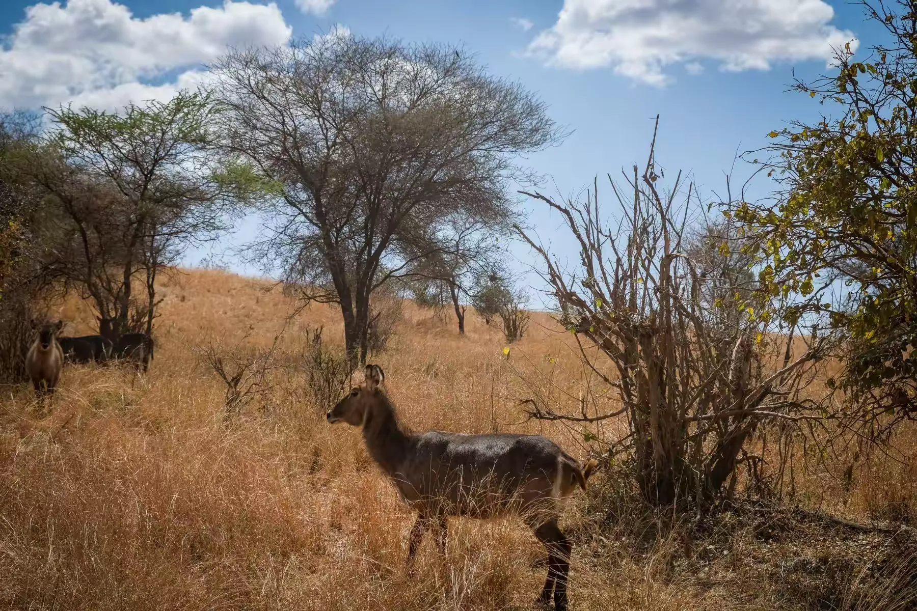 简篇-2 Day Safari Tanzania