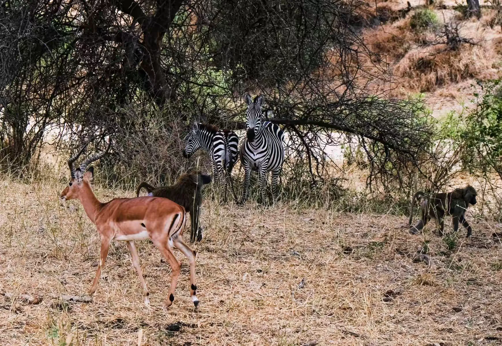 简篇-2 Day Safari Tanzania