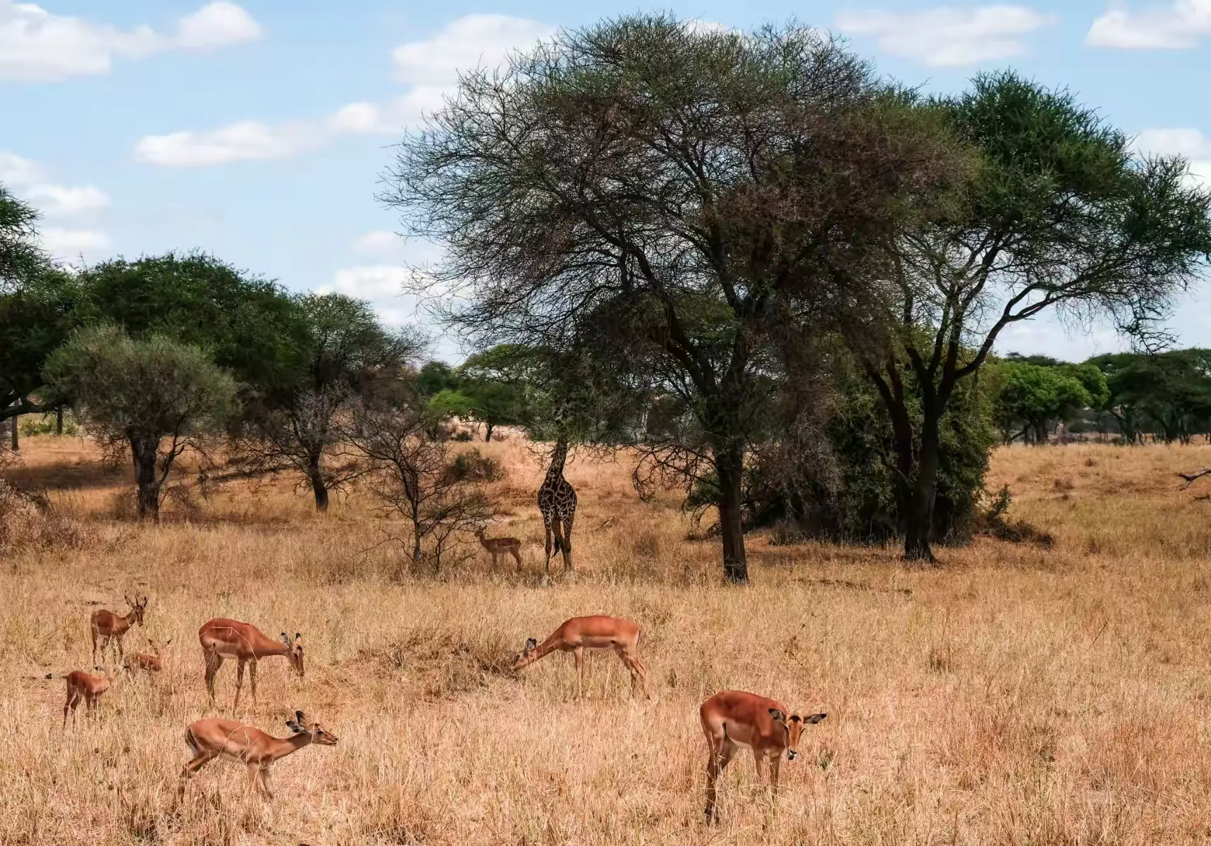 简篇-2 Day Safari Tanzania
