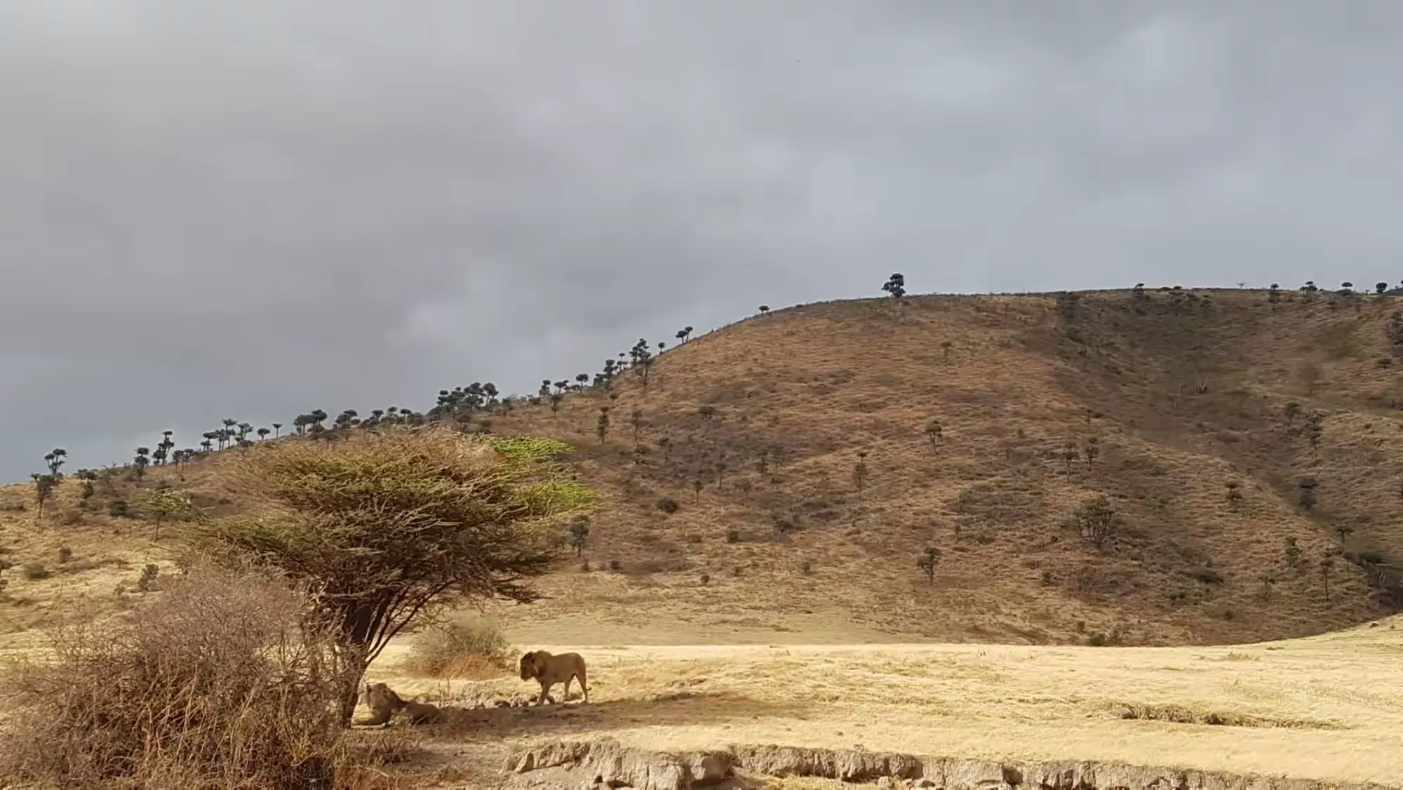 简篇-2 Day Safari Tanzania