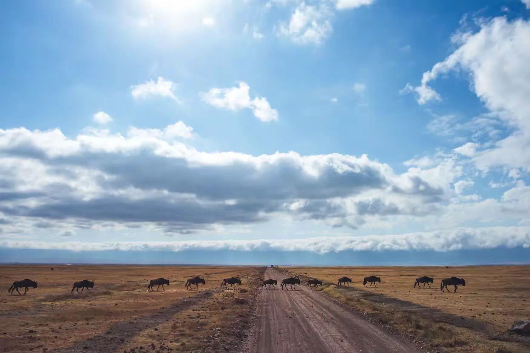简篇-2 Day Safari Tanzania