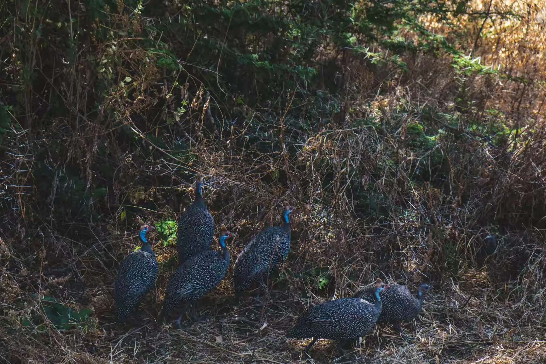 简篇-2 Day Safari Tanzania