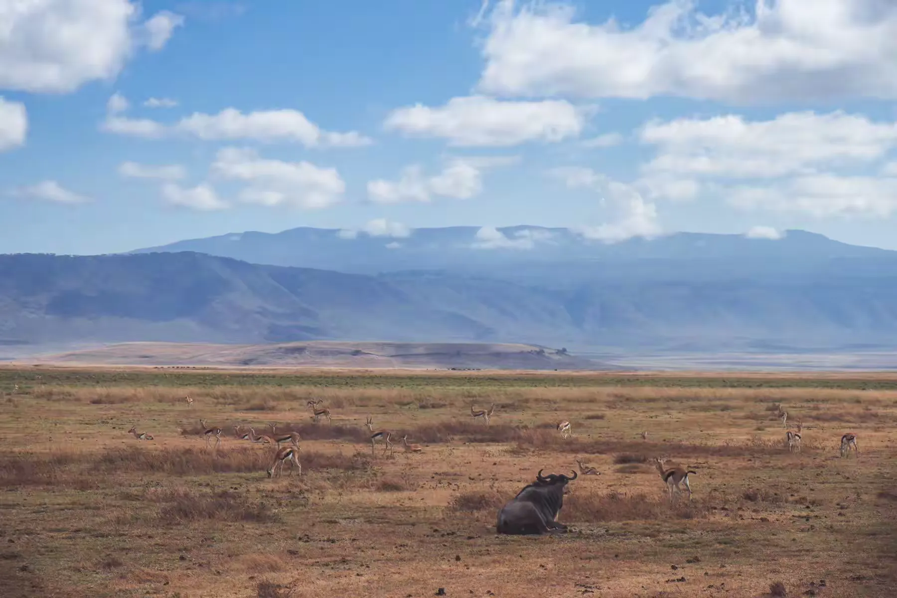 简篇-2 Day Safari Tanzania