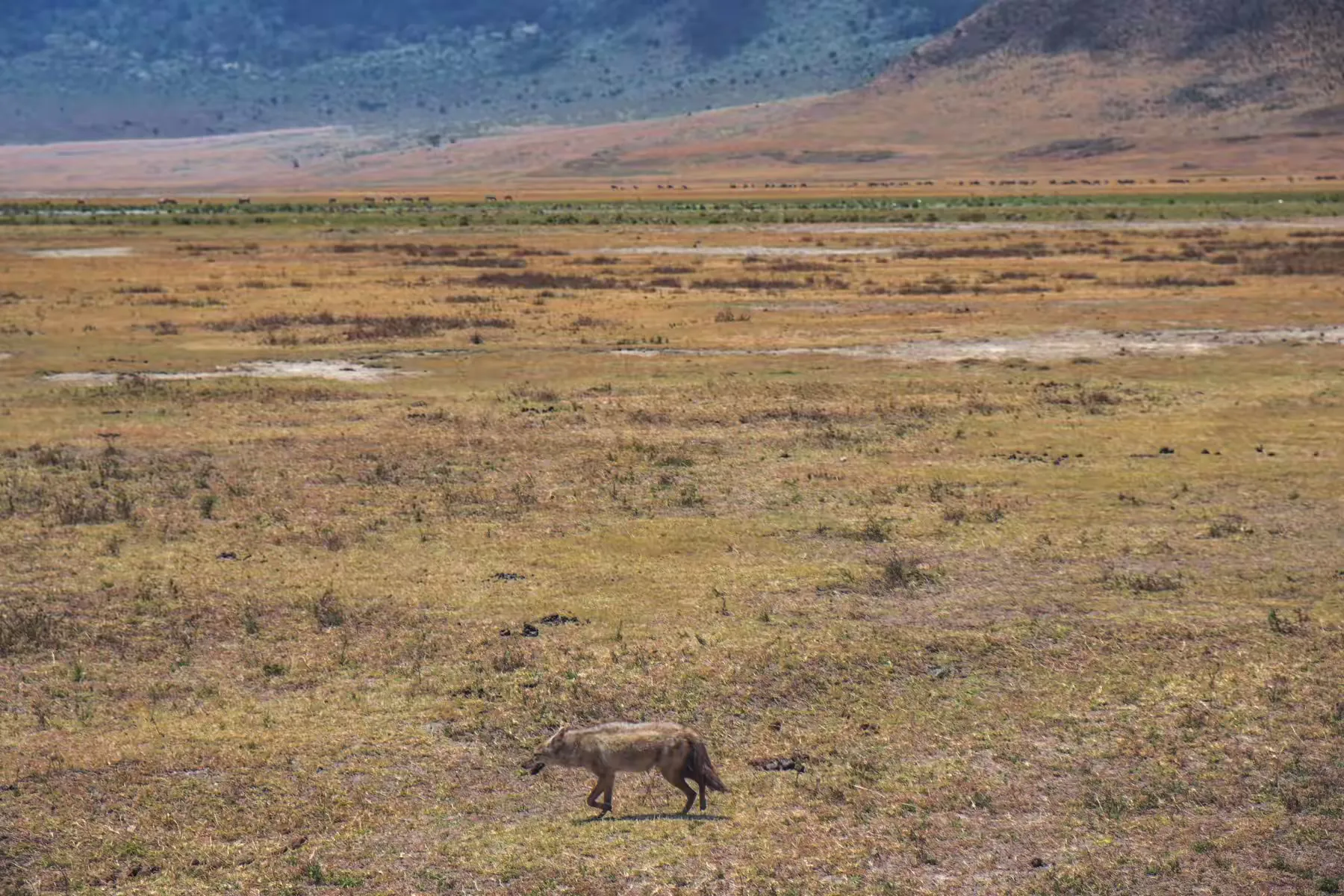 简篇-2 Day Safari Tanzania