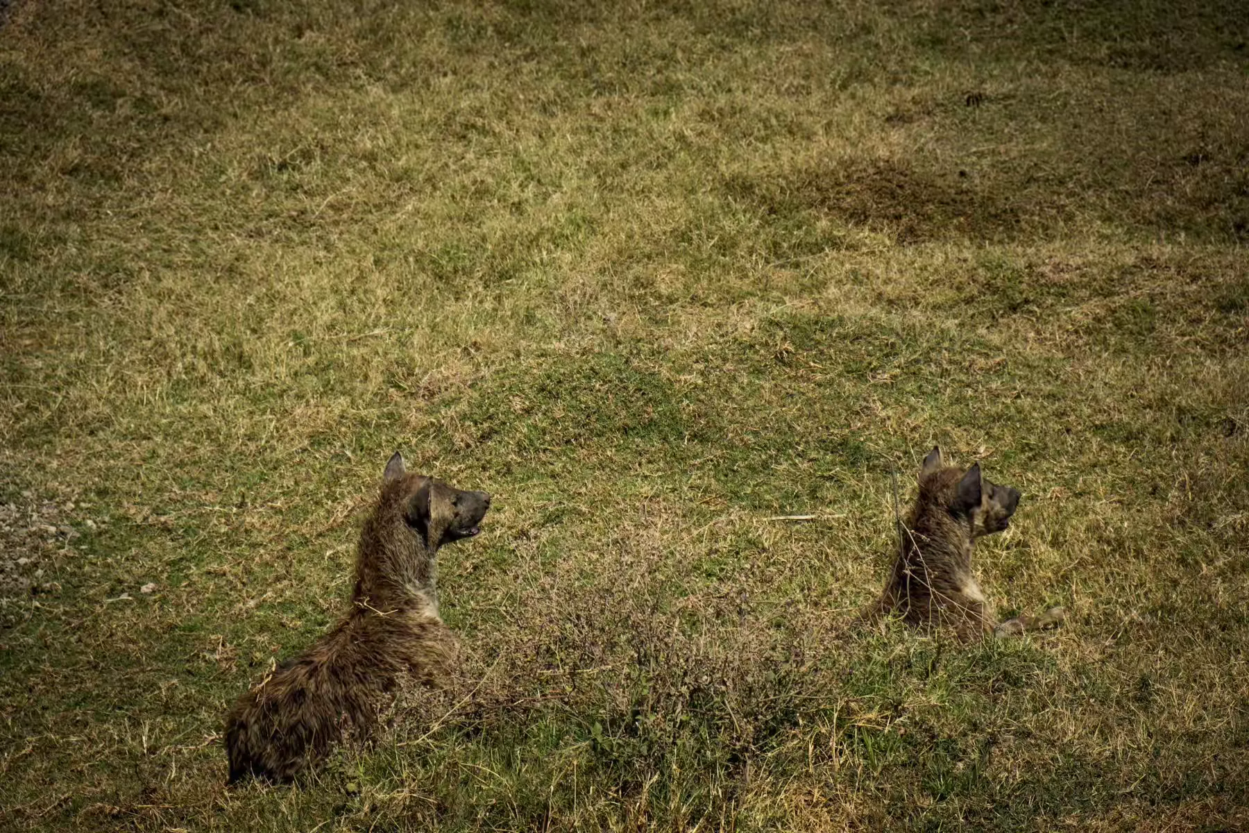 简篇-2 Day Safari Tanzania