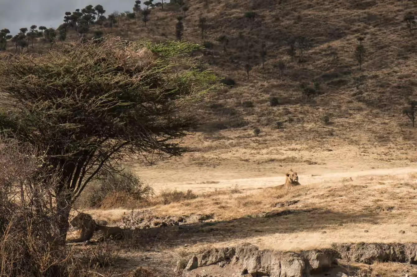 简篇-2 Day Safari Tanzania
