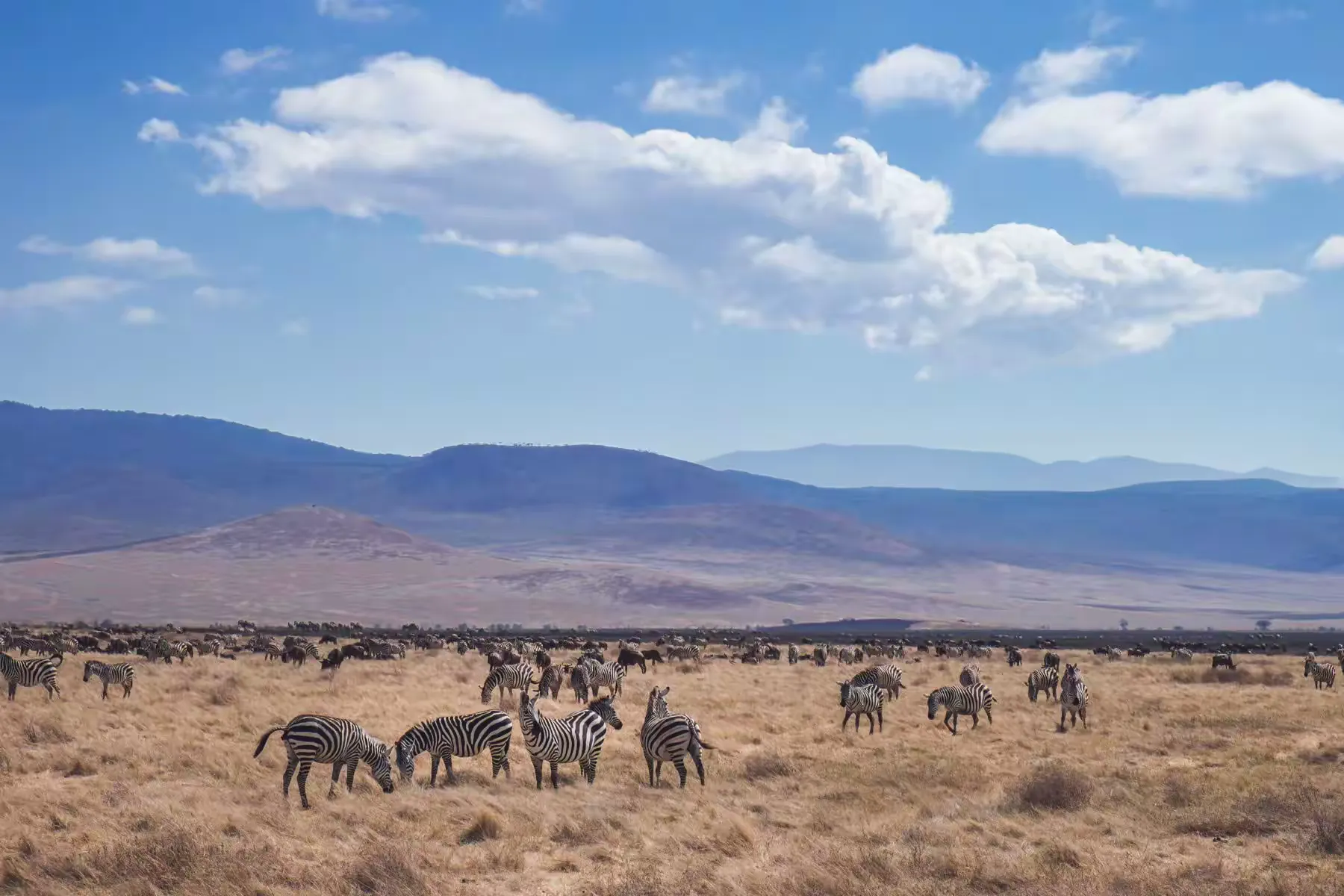 简篇-2 Day Safari Tanzania