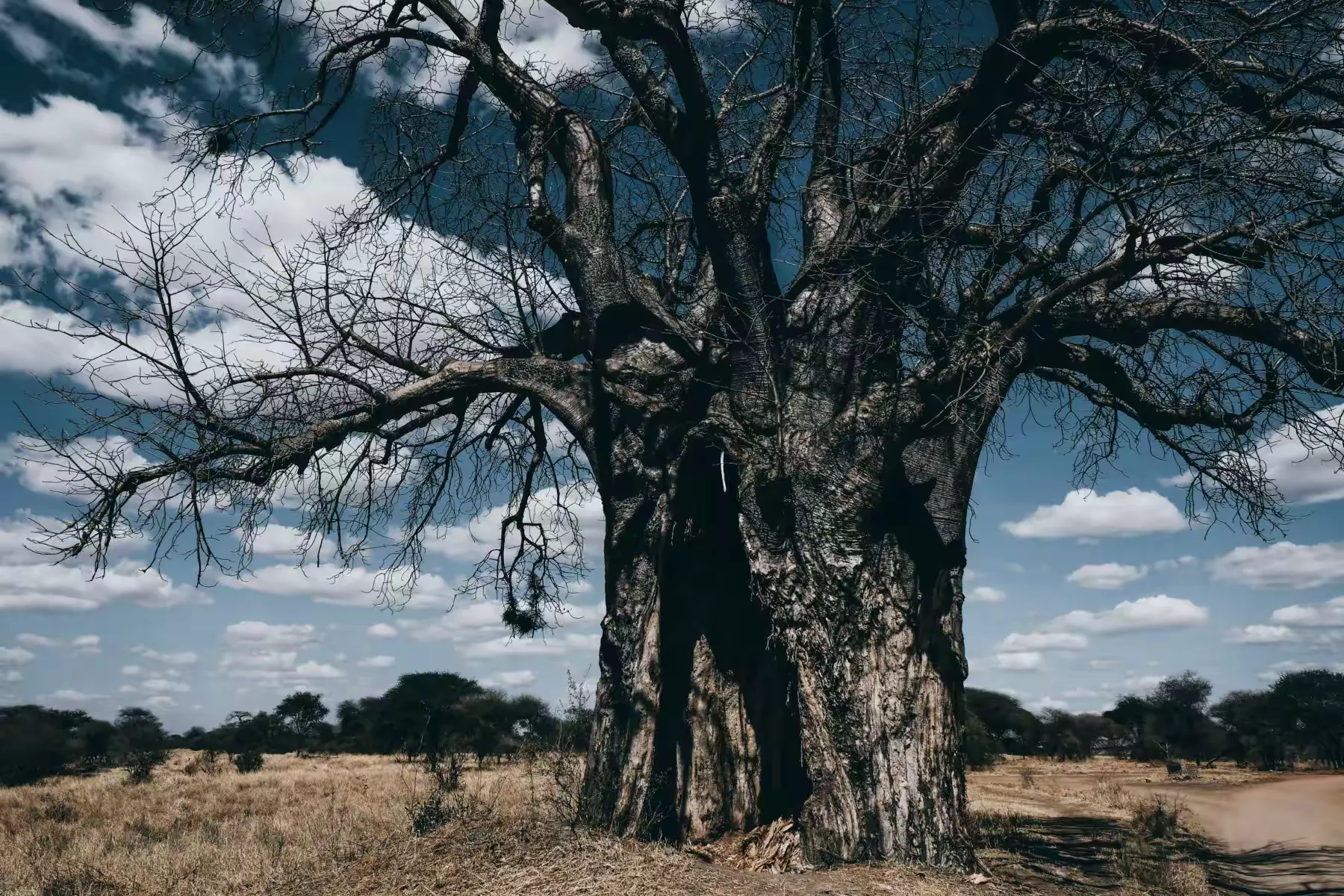 简篇-2 Day Safari Tanzania 塔兰吉雷国家公园的猴面包树