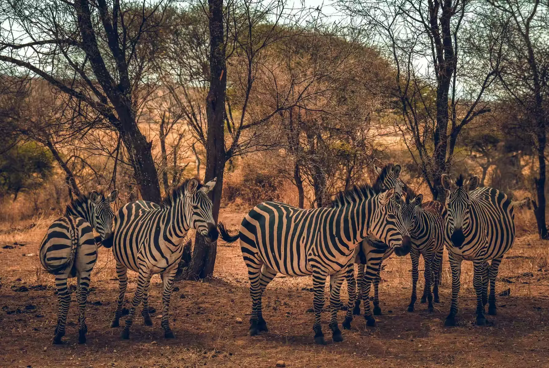 简篇-2 Day Safari Tanzania 塔兰吉雷国家公园的斑马