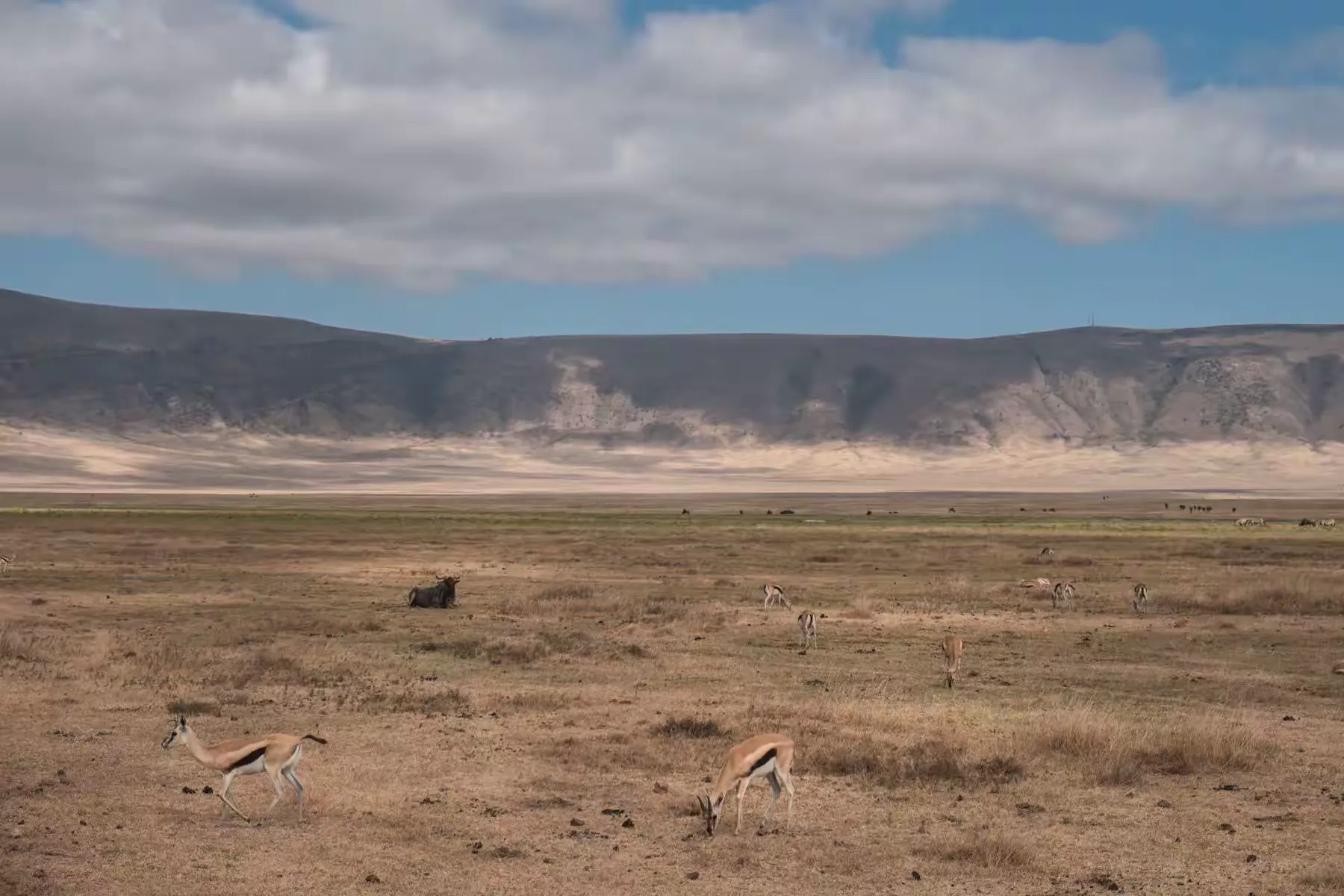 简篇-2 Day Safari Tanzania