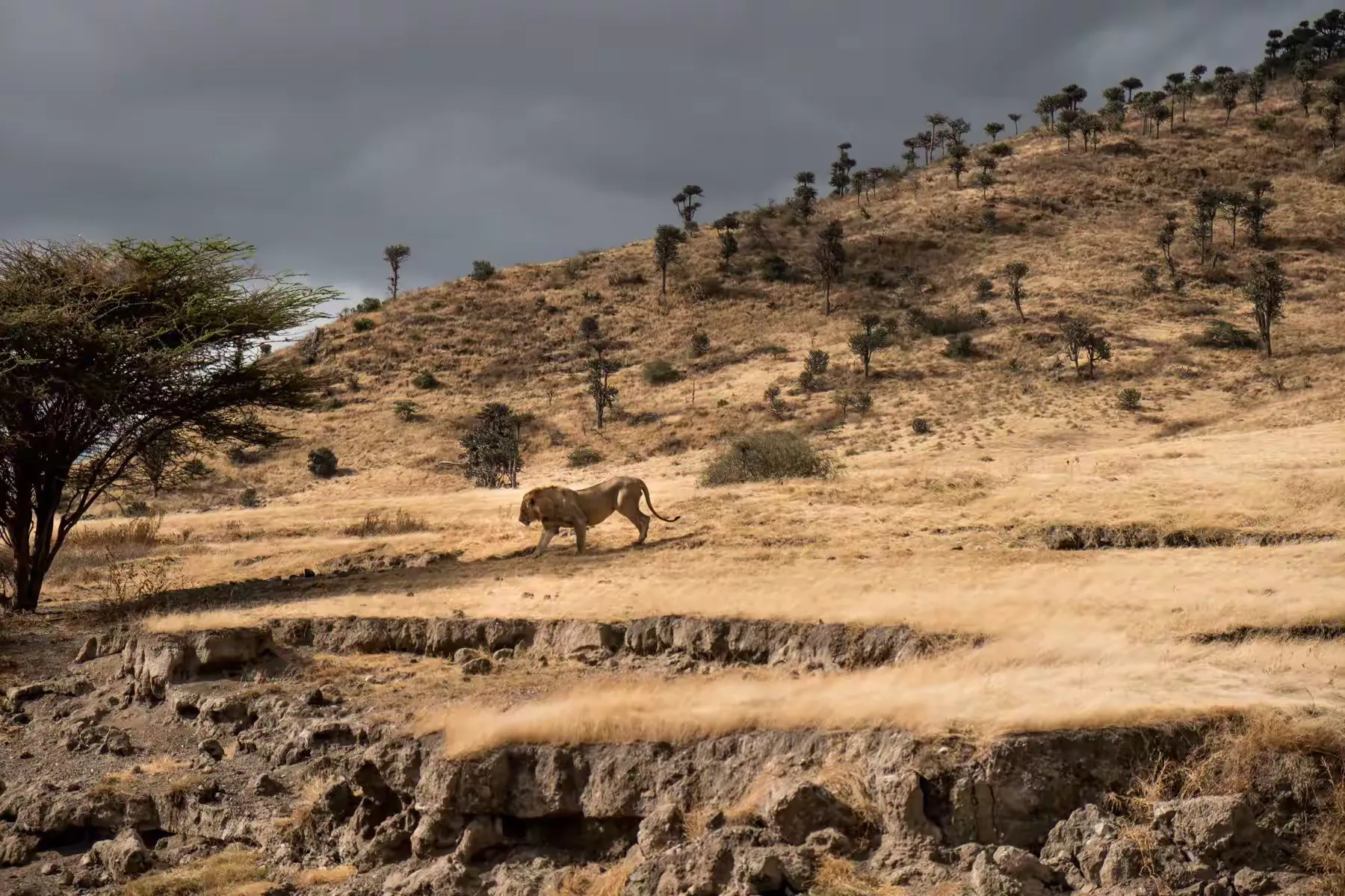 简篇-2 Day Safari Tanzania
