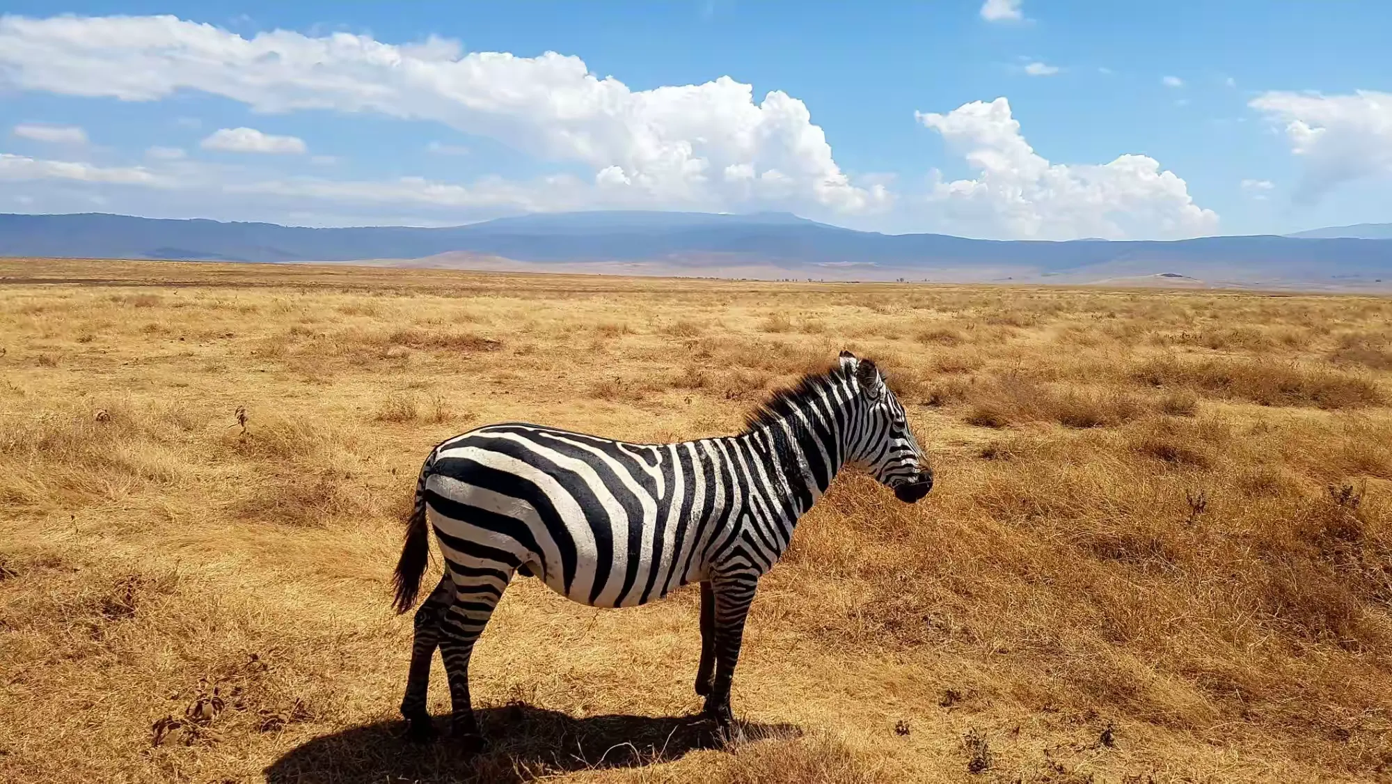 简篇-2 Day Safari Tanzania