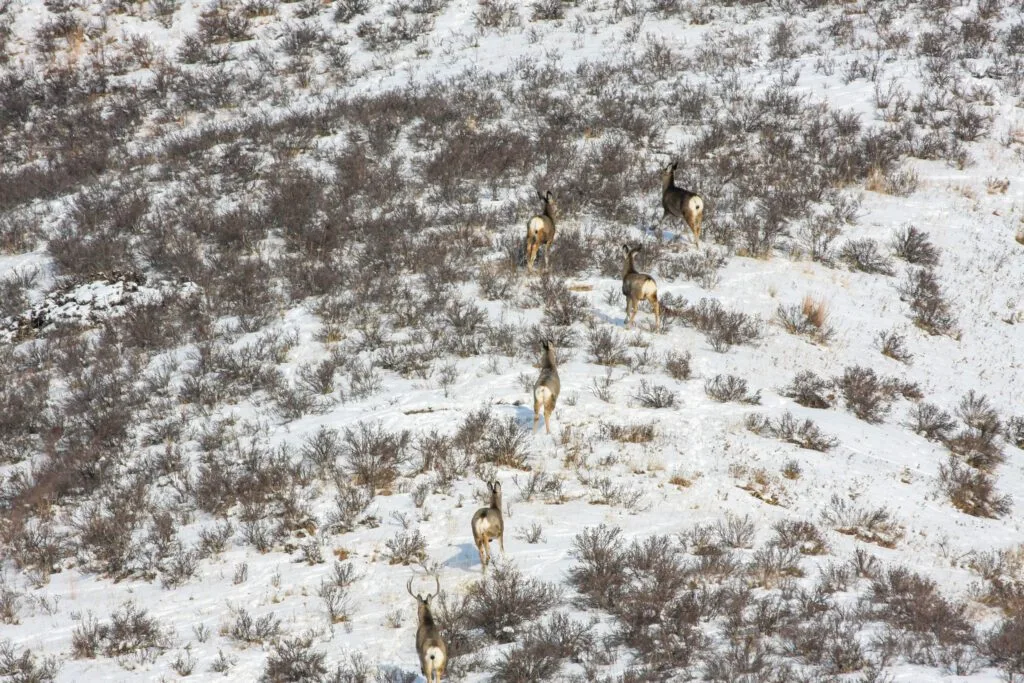 Deers at Glenbow Ranch Provincial Park