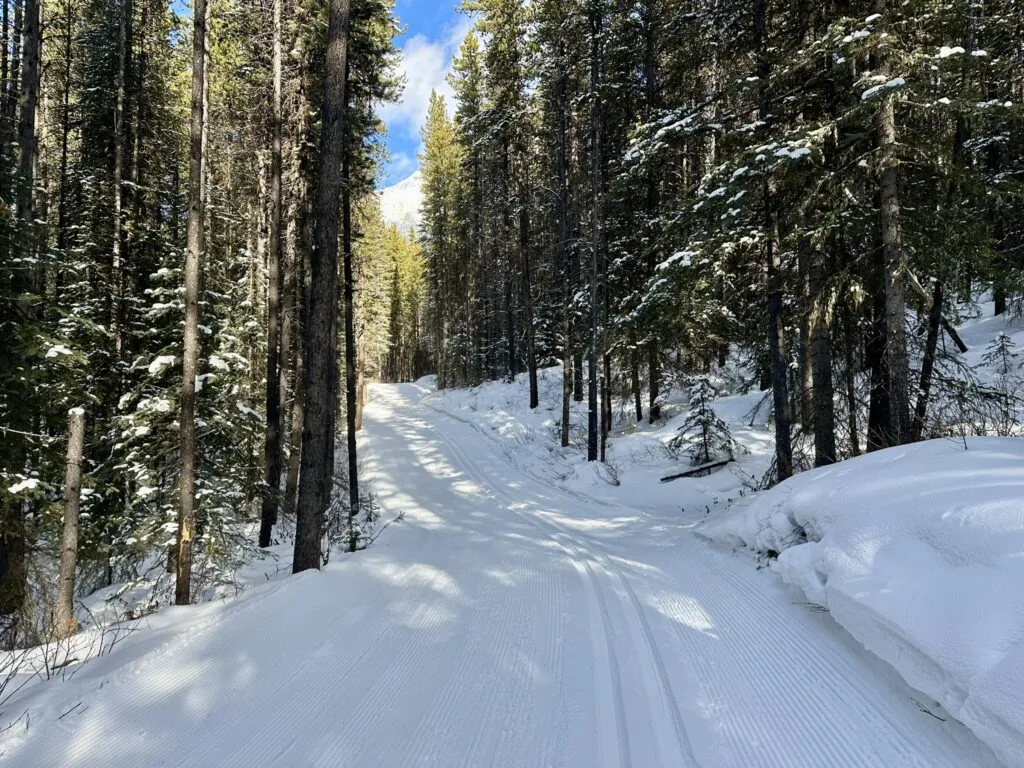 Peter Lougheed 省立公园越野滑雪区大部分是林间小道