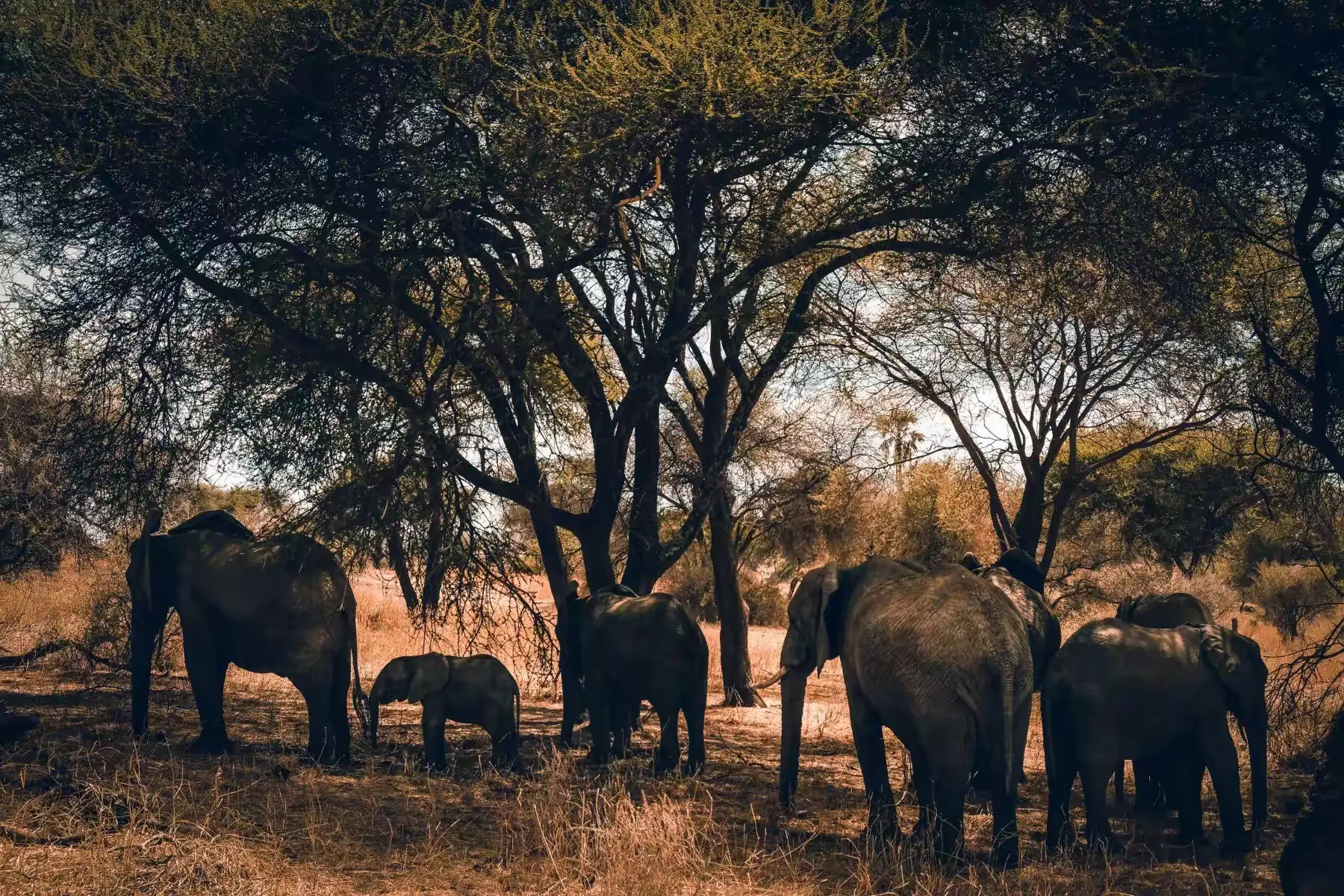 简篇-2 Day Safari Tanzania 塔兰吉雷国家公园的大象