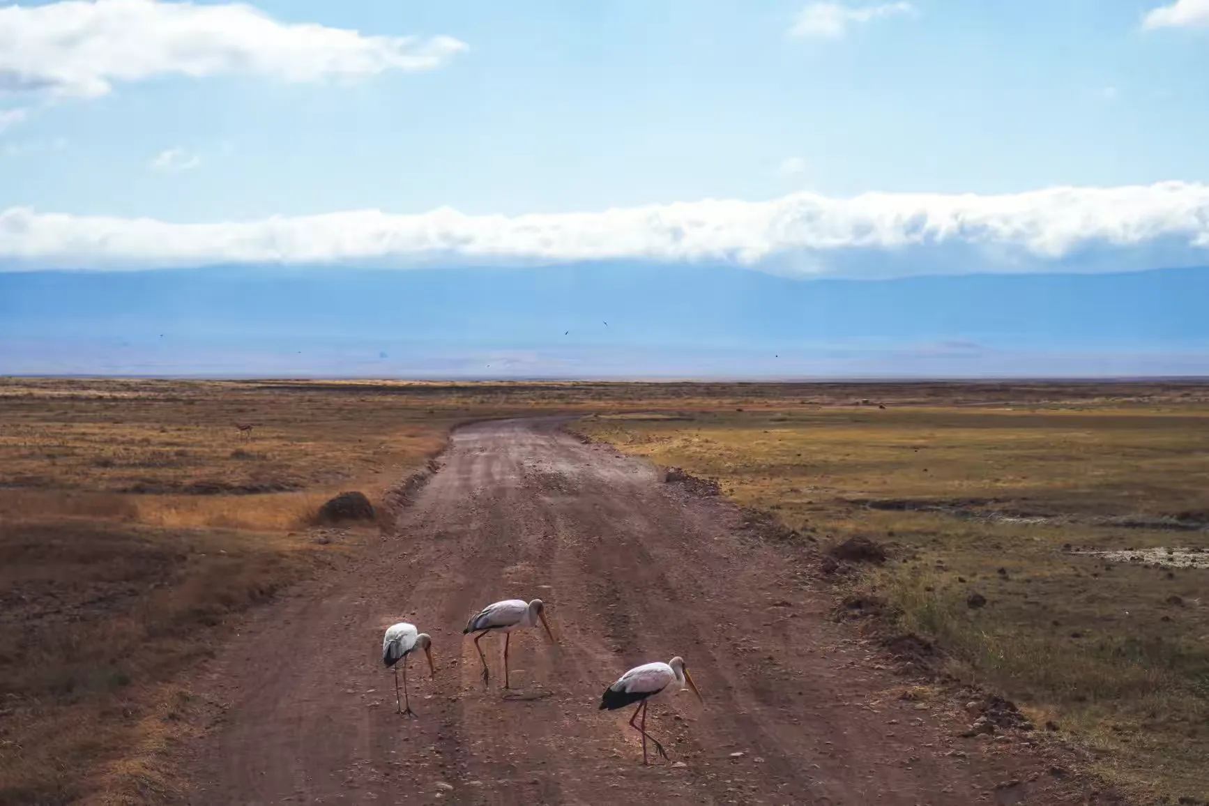 简篇-2 Day Safari Tanzania