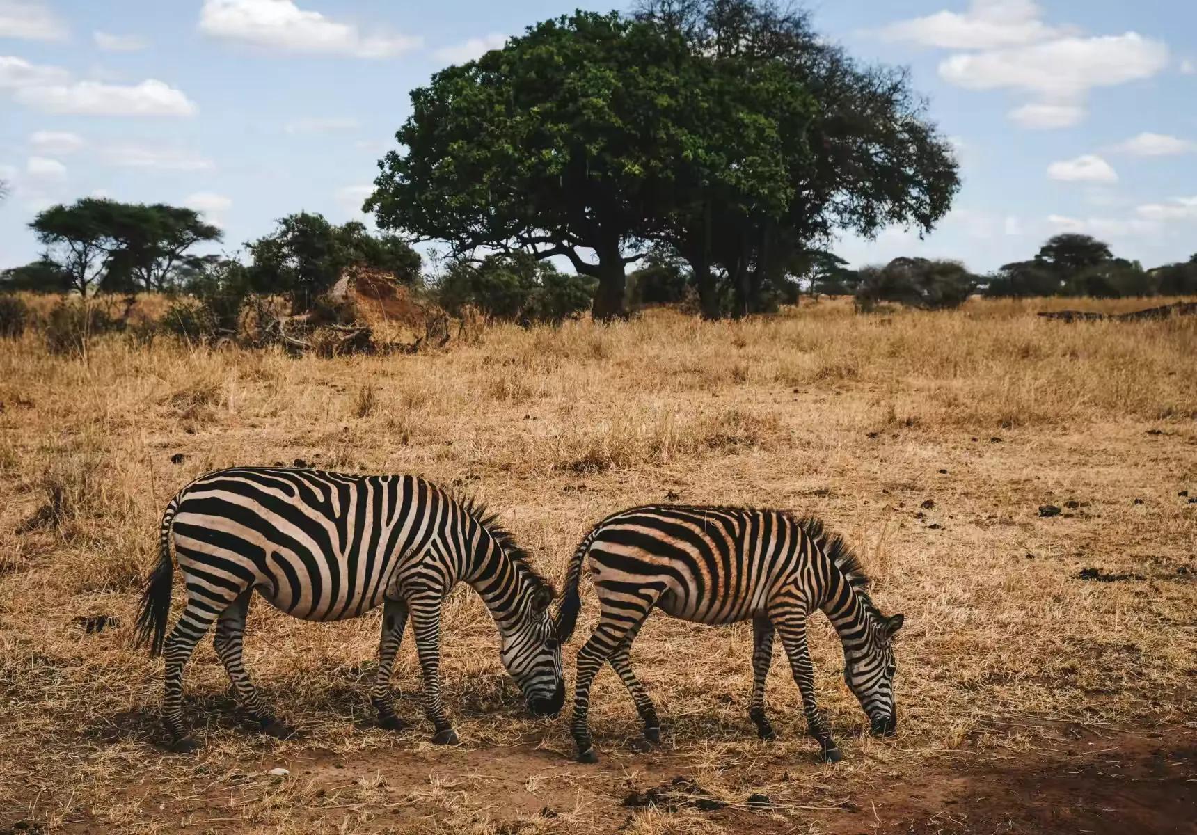 简篇-2 Day Safari Tanzania