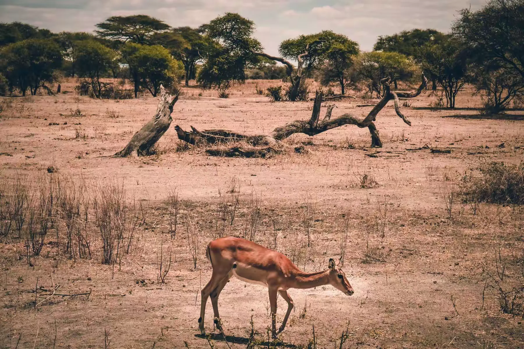 简篇-2 Day Safari Tanzania