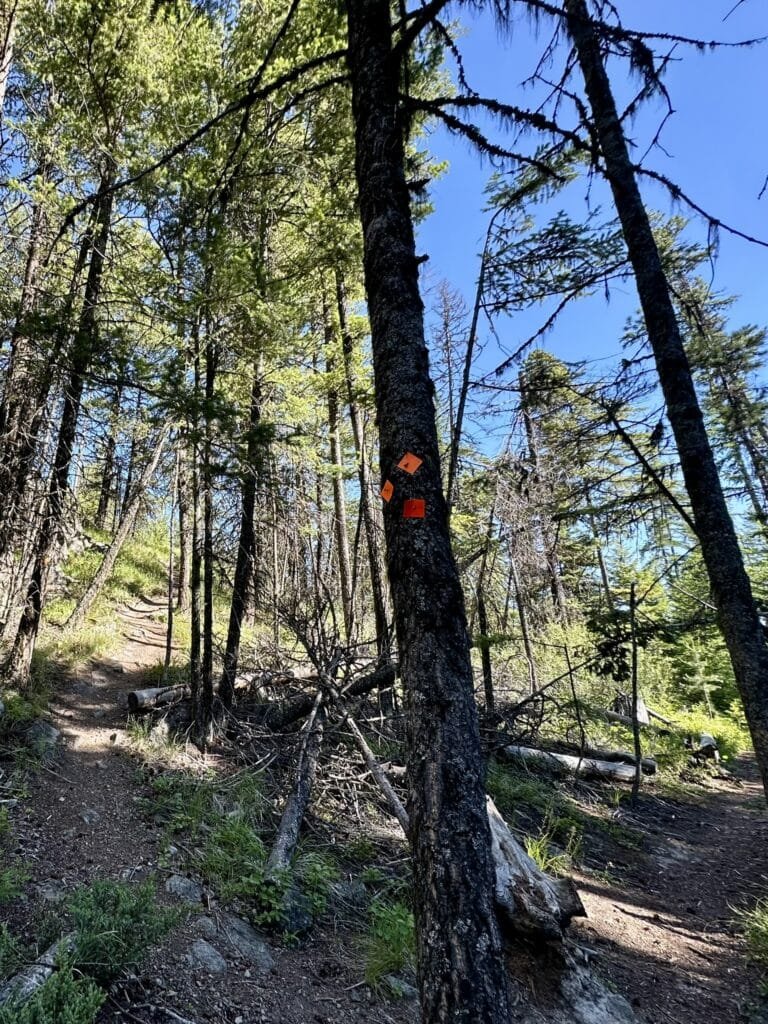 Bluenose Mountain 徒步道的标识:橘色菱形