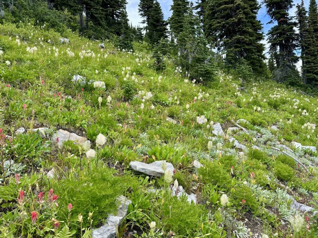 Saddle Mountain Lookout 徒步道上的野花