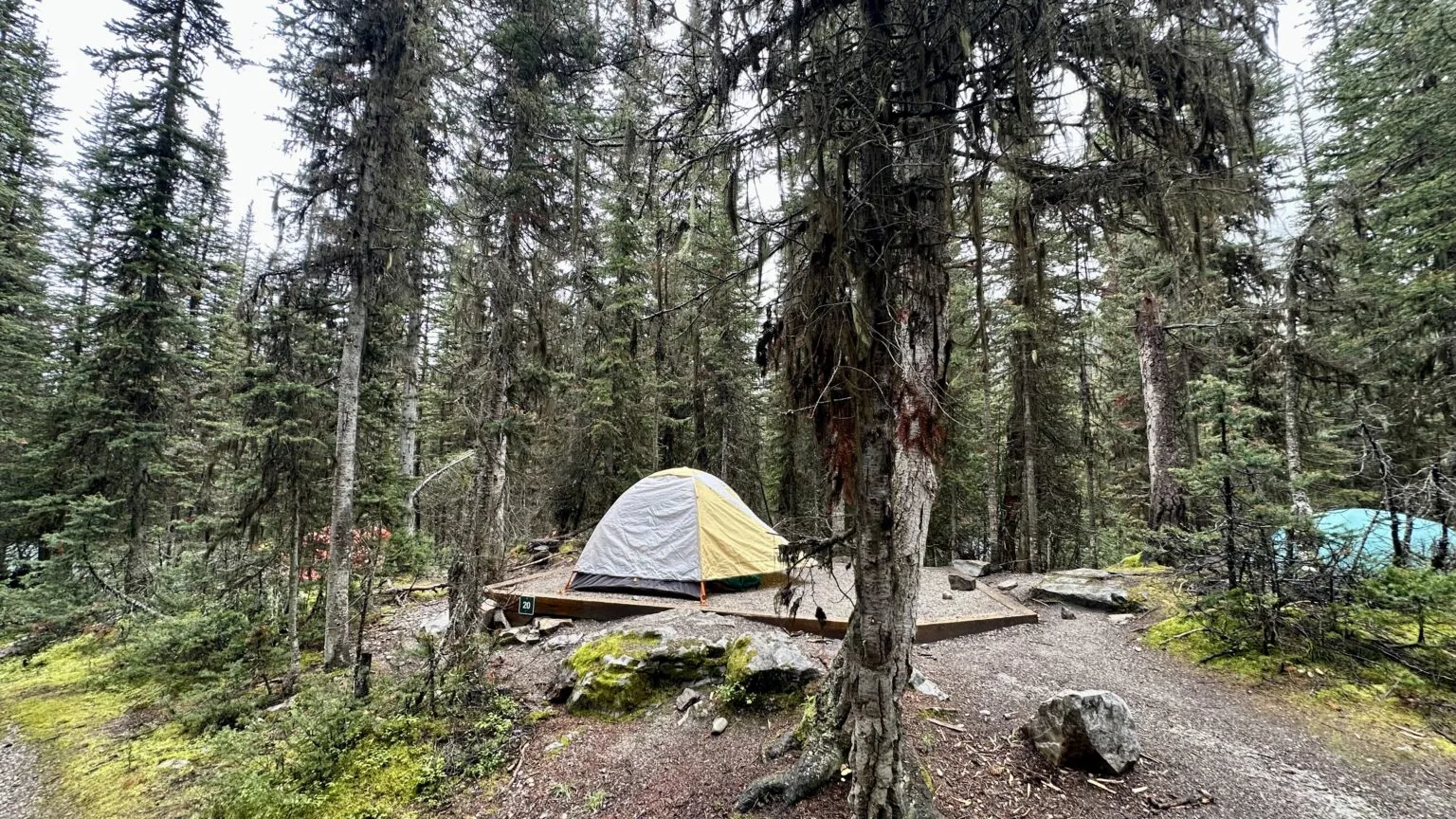 Campsite at Lake O'Hara campground surrounded by spruce and larch trees in early fall