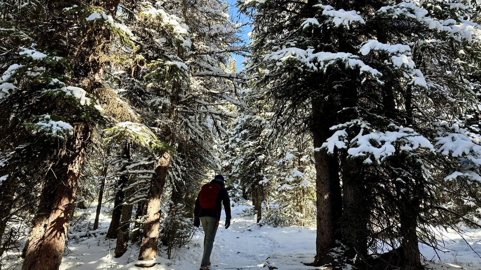 Tom is hiking in the woods 