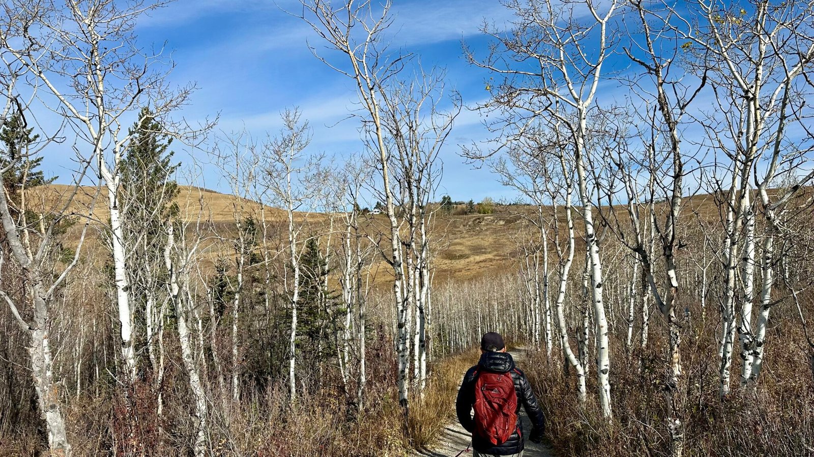 Tom is hiking on Tiger Lily Trail