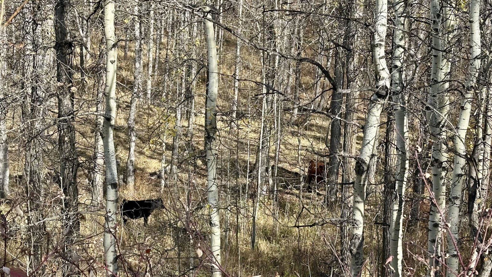 Cows we saw on Tiger Lily trail
