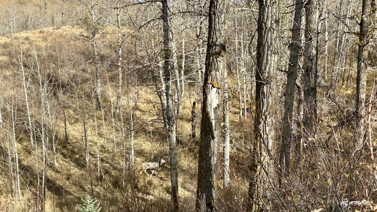 Deers passing Tiger Lily Trail
